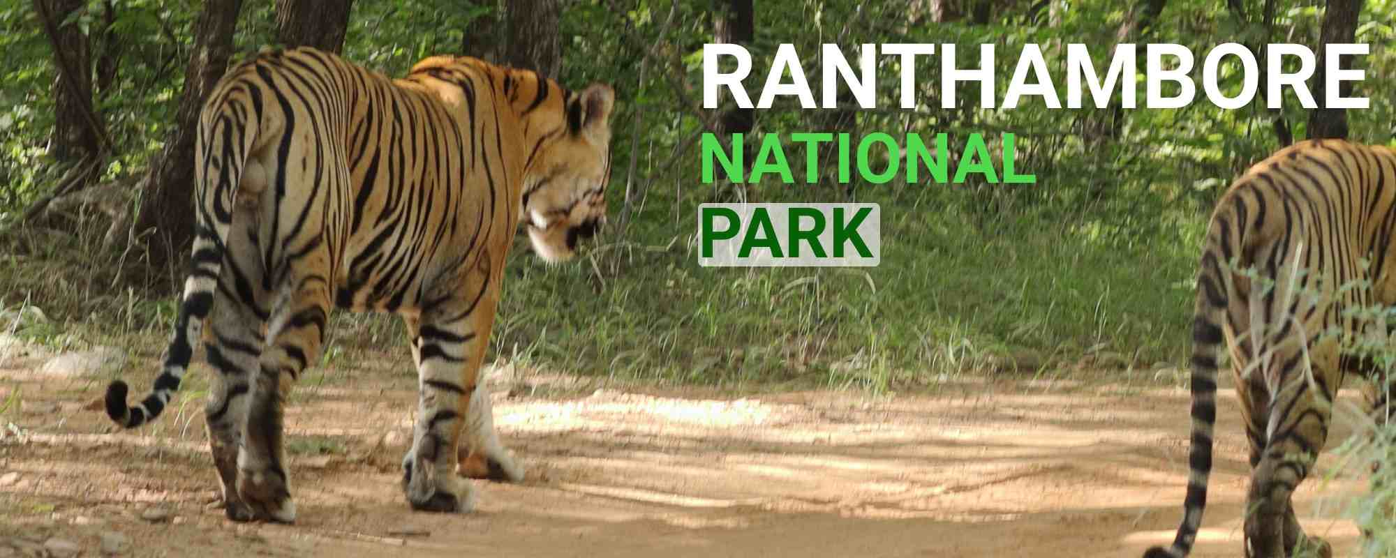 Ranthambore National Park